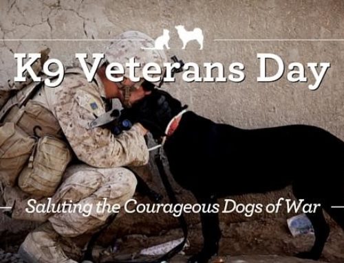 March 13 – K9 Veterans Day